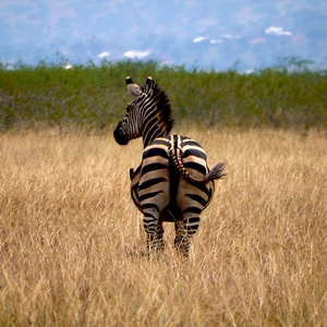 Zèbre éseulé dans la savane - Rwanda  - collection de photos clin d'oeil, catégorie animaux